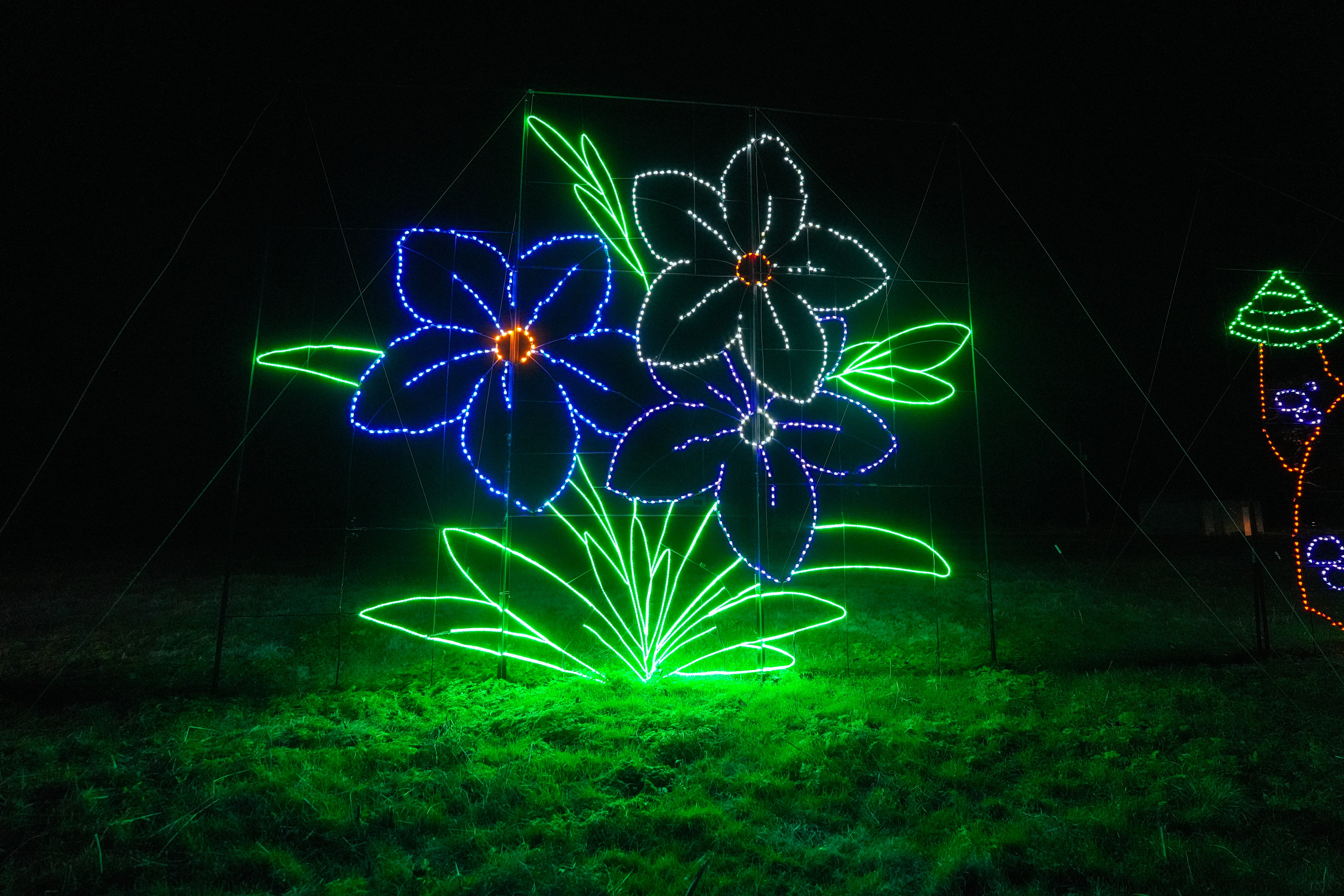 Glowing flower light displays at Lights of Joy Christmas Drive-Thru in Branson
